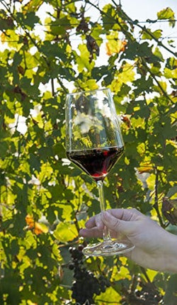 Zwiesel Glas Tritan Crystal Pure Stemware Collection Glassware, 6 Count (Pack of 1), Cabernet/All Purpose, Red or White Wine Glass